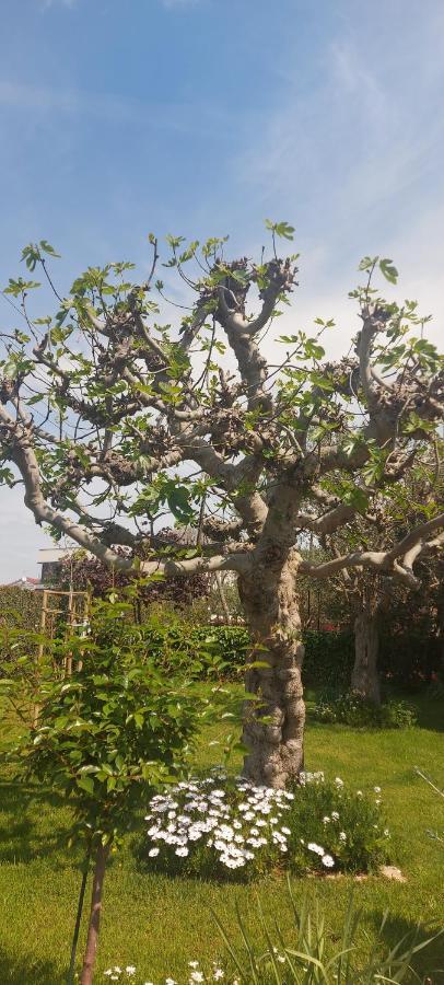 자다르 Olive Tree 아파트 외부 사진